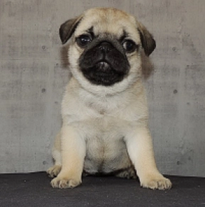 Mops Welpe kaufen