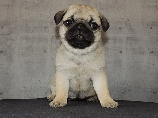 Pug puppy for sale