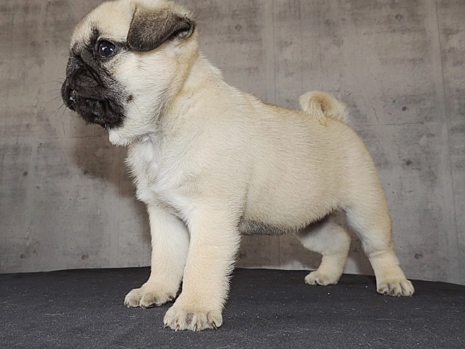 Pug puppy for sale