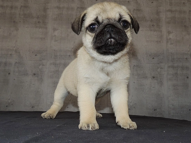 Pug puppy for sale