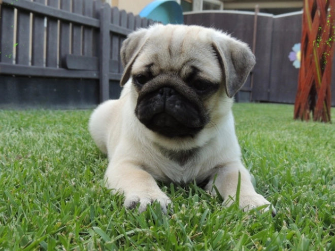 Pug puppy for sale