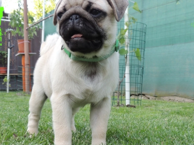 Pug puppy for sale