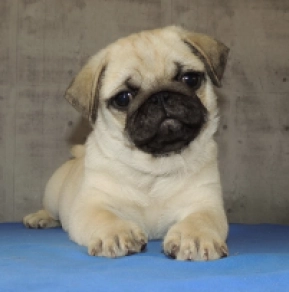 Mops Welpe kaufen