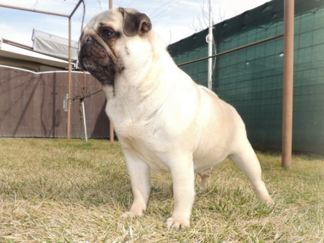 Pug puppy for sale