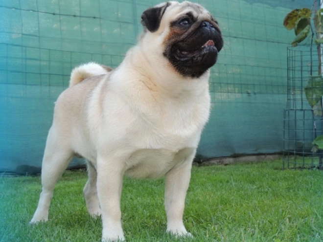 Pug puppy for sale