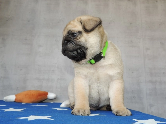 Pug puppy for sale