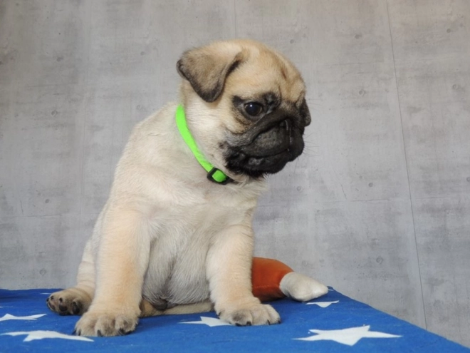 Pug puppy for sale