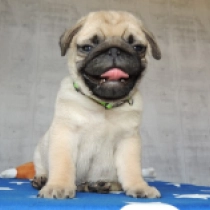 Greg, fawn Carlino en venta