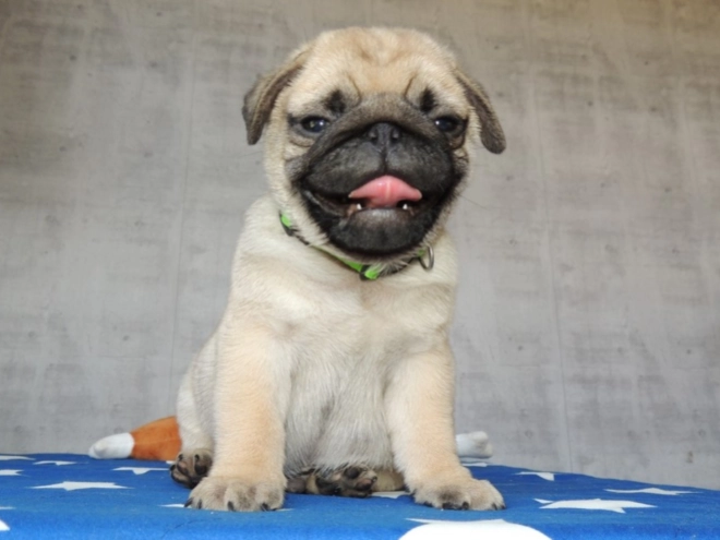 Pug puppy for sale