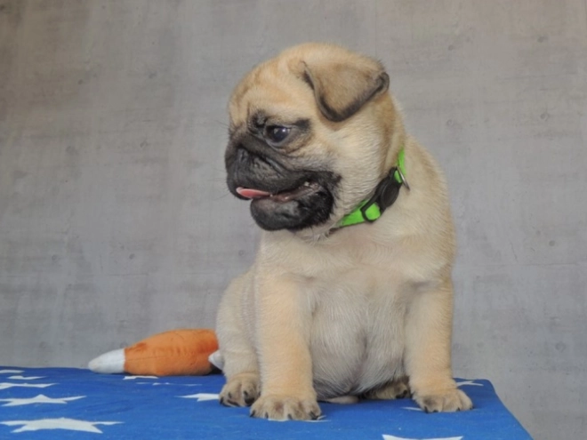 Pug puppy for sale