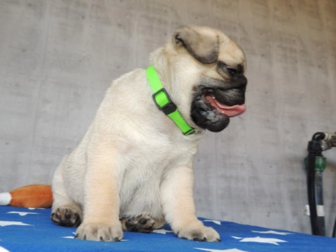 Pug puppy for sale