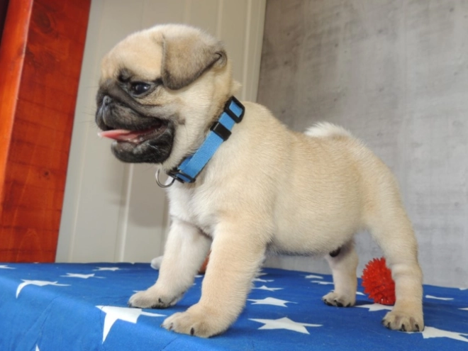 Pug puppy for sale