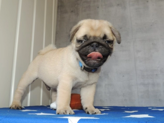 Pug puppy for sale