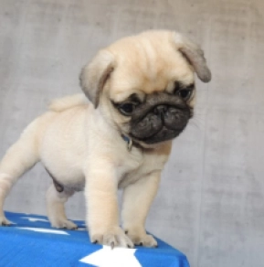 Pug puppy for sale