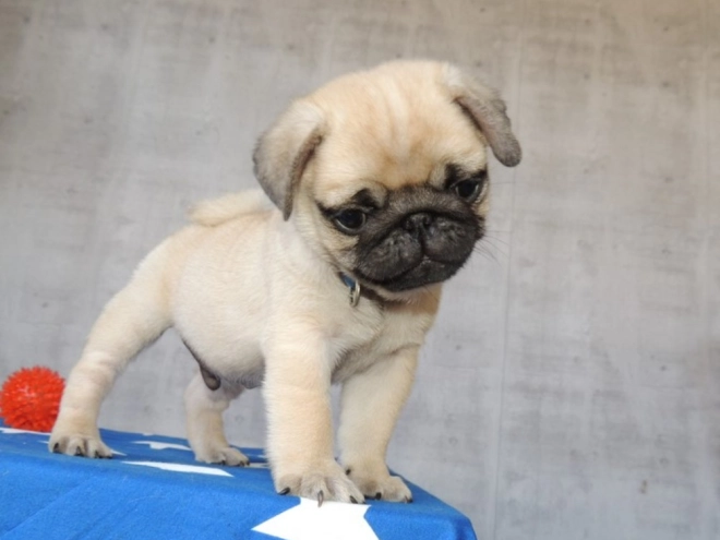 Pug puppy for sale
