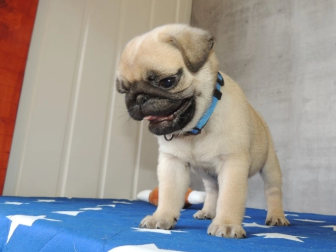 Pug puppy for sale