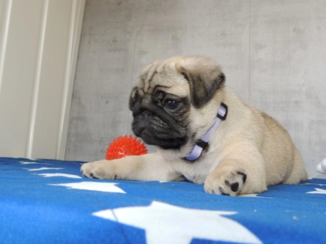 Pug puppy for sale
