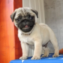 Gleo, fawn Pug for sale