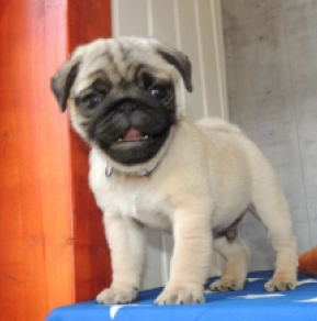 Pug puppy for sale