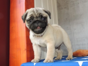 Pug puppy for sale