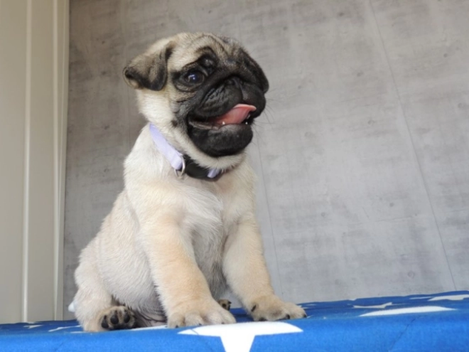 Pug puppy for sale
