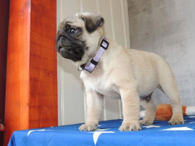 Pug puppy for sale