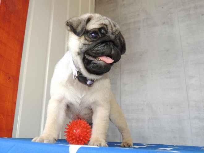 Pug puppy for sale