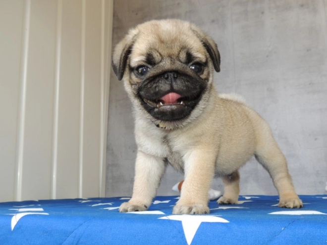 Pug puppy for sale