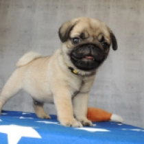 Gron, fawn Carlino en venta