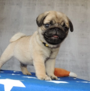 Pug puppy for sale