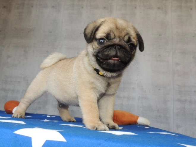 Pug puppy for sale