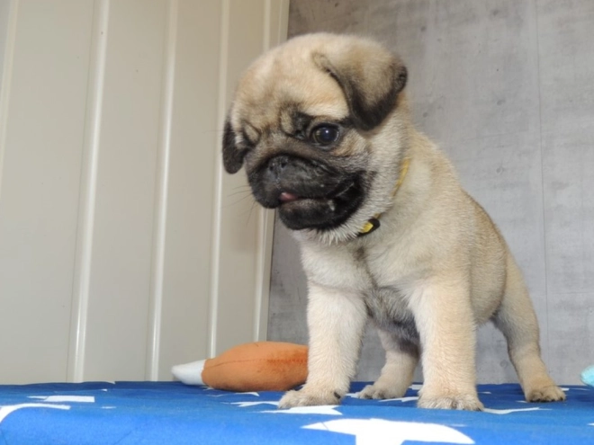 Pug puppy for sale