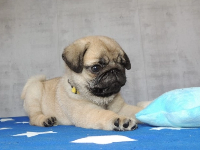 Pug puppy for sale