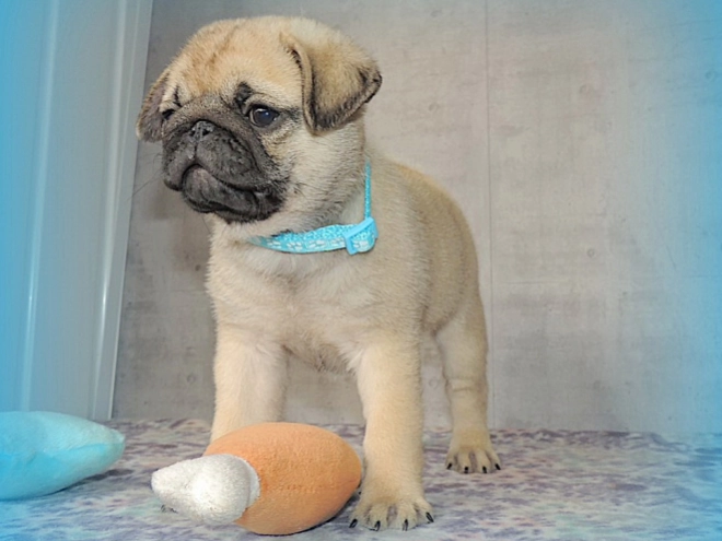 Pug puppy for sale