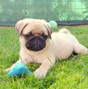 Perros Carlino en venta