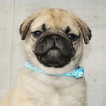 Hex, fawn Pug for sale