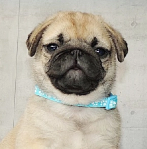 Pug puppy for sale