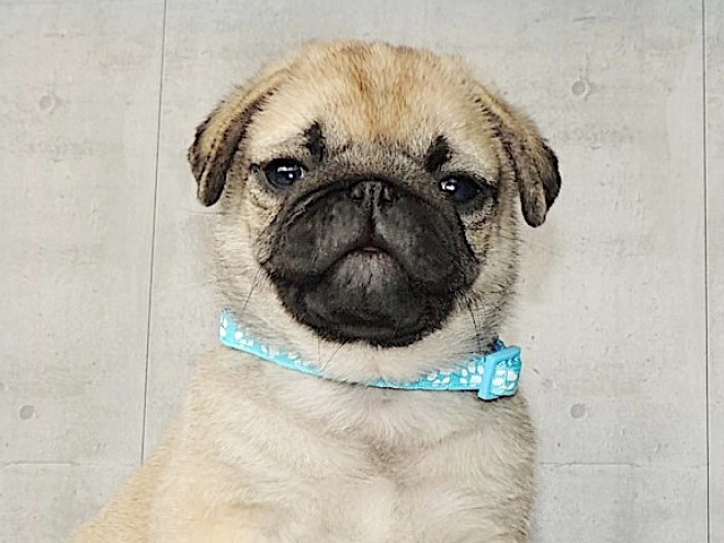 Pug puppy for sale