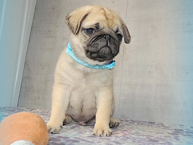 Pug puppy for sale