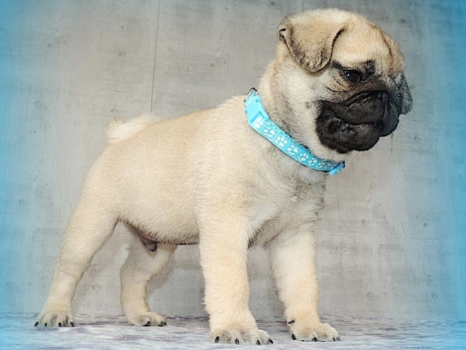 Pug puppy for sale