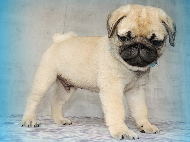 Pug puppy for sale