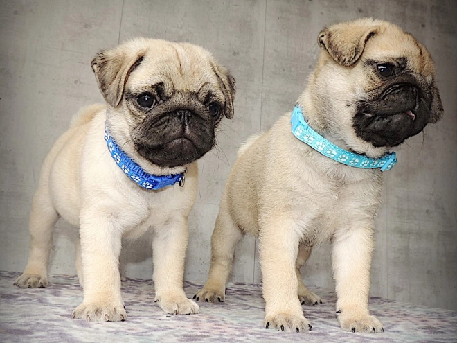 Pug puppy for sale
