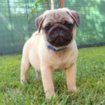 Helis, fawn Carlino en venta