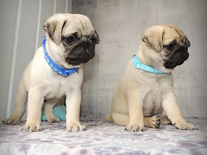 Pug puppy for sale