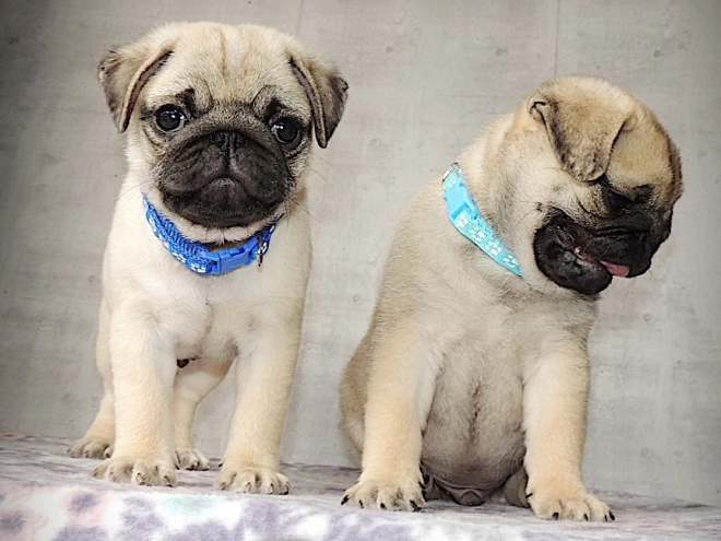 Pug puppy for sale