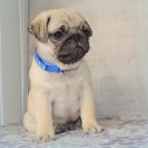 Helis, fawn Pug for sale