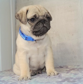 Pug puppy for sale