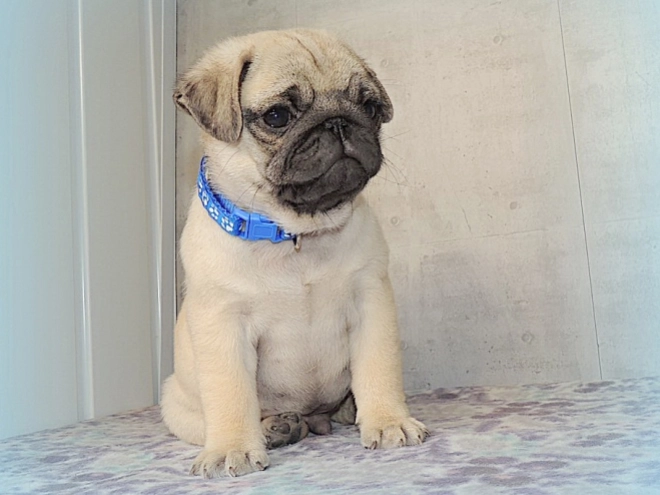 Pug puppy for sale
