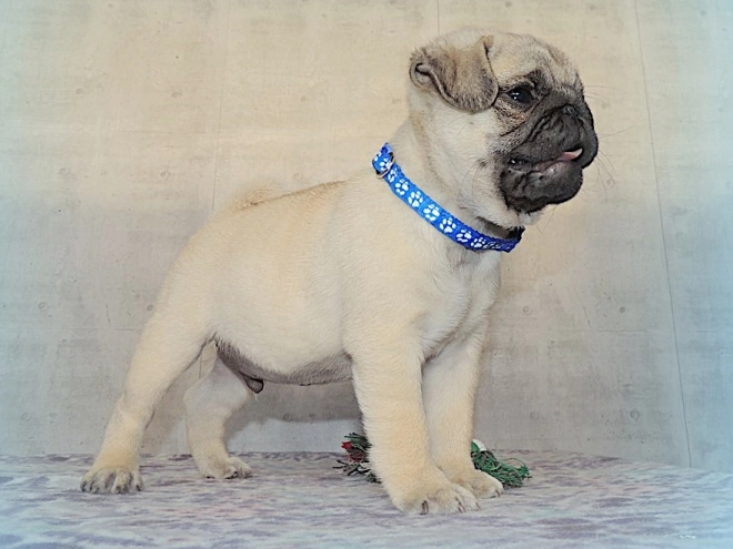 Pug puppy for sale