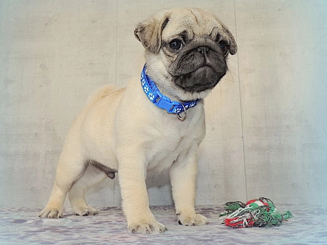 Pug puppy for sale